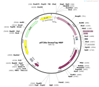 pET28aSnoopTag-MBP