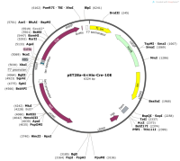 pET28a-6×His-Cre-10E