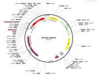 pET28a-DsRed2