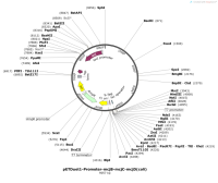 pETDuet1-Promoter-mcjB-mcjC-mcjD-coli-