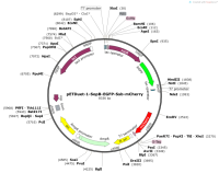 pETDuet-1-SopB-EGFP-Ssb-mCherry