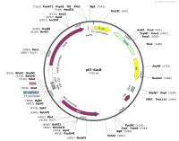 pET-SacB