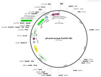 pEvolvR-enCas9-PolI3M-TBD