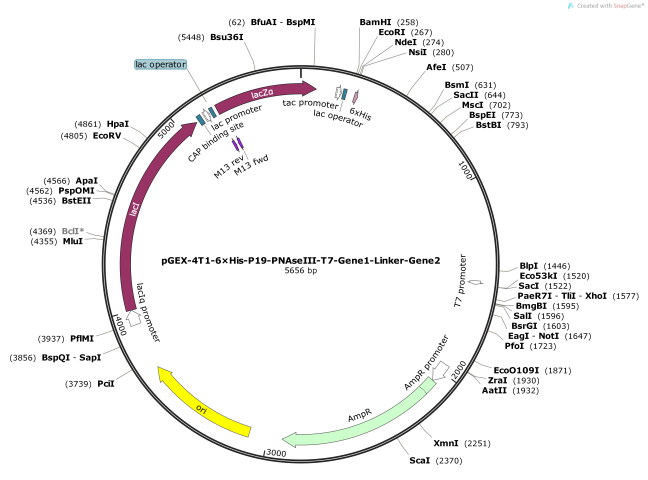 pGEX-4T1-6×His-P19-PNAseIII-T7-Gene1-Linker-Gene2