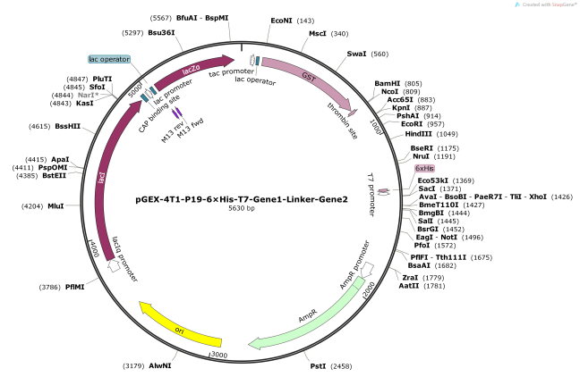 pGEX-4T1-P19-6×His-T7-Gene1-Linker-Gene2