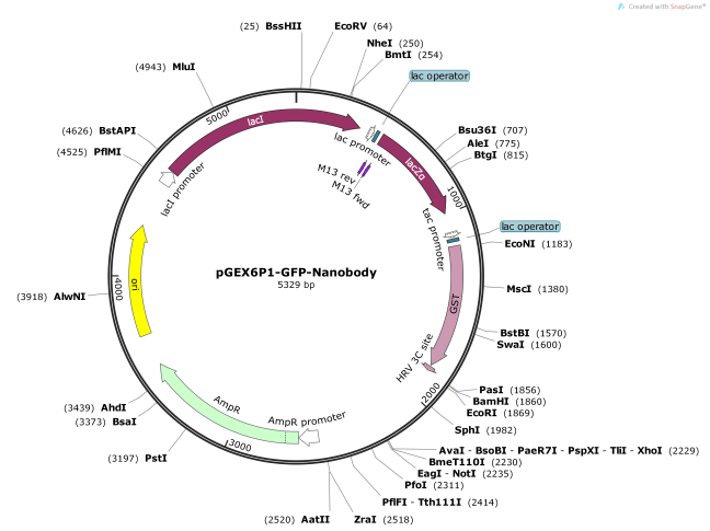 pGEX6P1-GFP-Nanobody