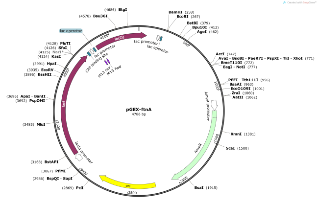 pGEX-ftnA