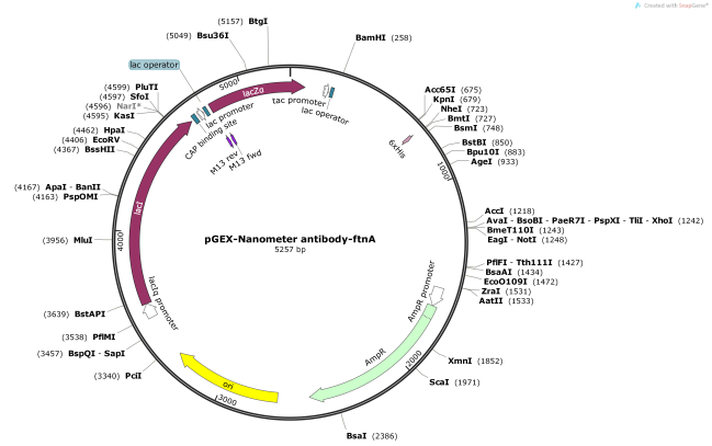 pGEX-Nanometerantibody-ftnA