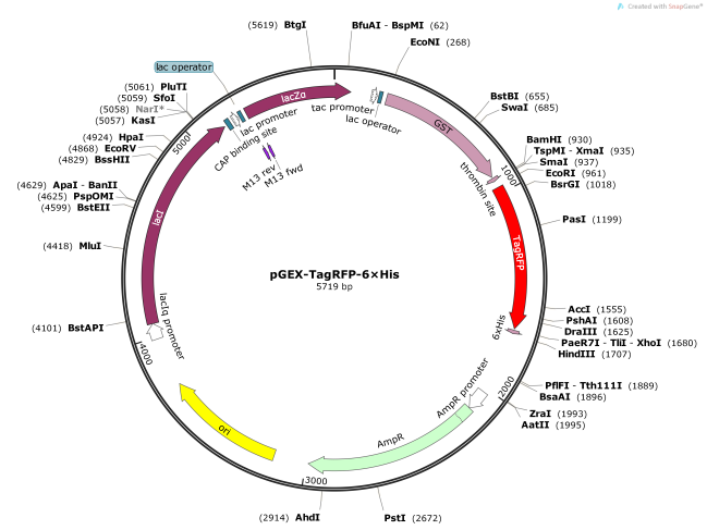 pGEX-TagRFP-6×His