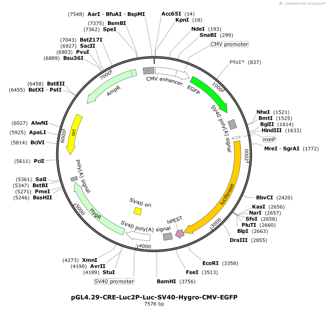 pGL4.29-CRE-Luc2P-Luc-SV40-Hygro-CMV-EGFP