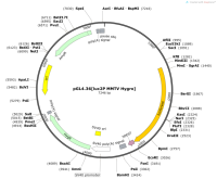 pGL4.36-luc2PMMTVHygro-