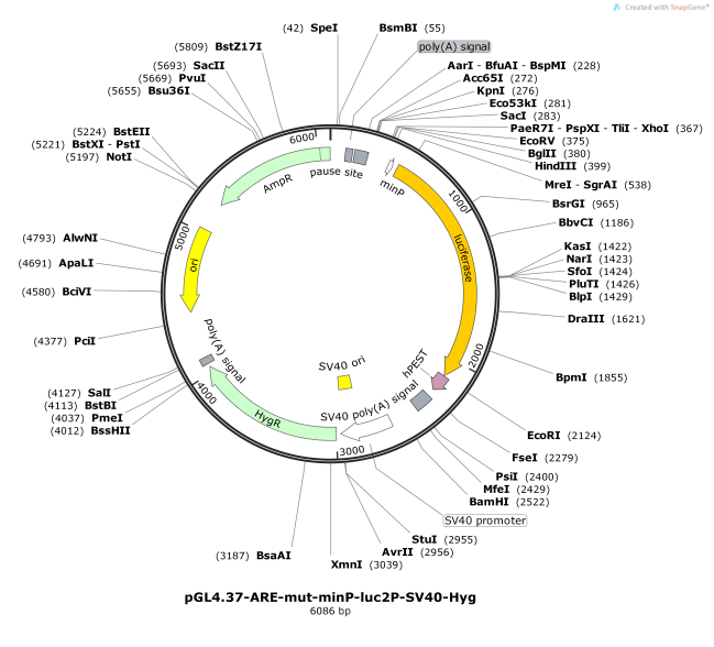pGL4.37-ARE-mut-minP-luc2P-SV40-Hyg