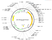 pGL4.39-luc2P ATF6 RE Hygro-