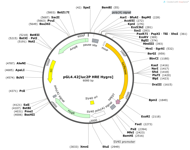 pGL4.42-luc2PHREHygro-