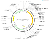 pGL4.48-luc2PSBEHygro-