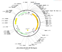 pGL4.49-luc2PTCF-LEFREHygro-