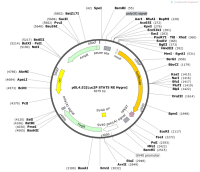 pGL4.52-Luc2PSTAT5REHygro-