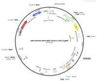 pHR-Gal4UAS-NO5-IRES-mCherry-PGK-TagBFP
