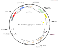pHR-Gal4UAS-NO7-IRES-mCherry-PGK-TagBFP