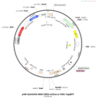 pHR-Gal4UAS-NO8-IRES-mCherry-PGK-TagBFP