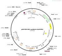 pHR-PGK-NO1-synNotch-Gal4VP64