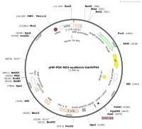 pHR-PGK-NO2-synNotch-Gal4VP64