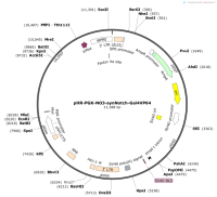 pHR-PGK-NO3-synNotch-Gal4VP64