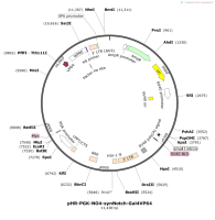 pHR-PGK-NO4-synNotch-Gal4VP64
