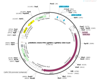 pHSN501-AtU6-FPA-sgRNA1-sgRNA2-35S-Cas9
