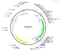 pHSP70-EGFP