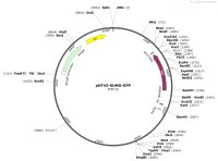 pHT43-SUMO-GFP