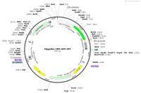 PiggyBac-CMV-GFP-FRT