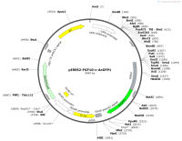 pIRES2-FGF10-c-AcGFP1