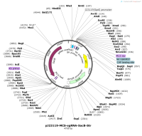 pJ23119-MCS-sgRNA-SacB-Str