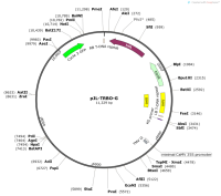 pJL-TRBO-G