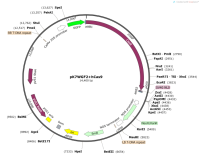 pK7WGF2hCas9