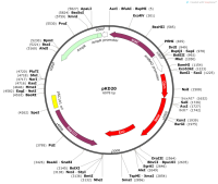 pKD20