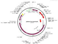 pKD46-Tet-Cas9-SacB