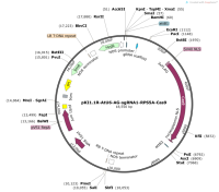 pKI1.1R-AtU6-AG-sgRNA1-RPS5A-Cas9