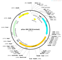 pl2uc-IBVFSEE-revised-