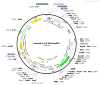 pLenti6.3-V5-GW-EmGFP