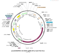 pLentiCRISPRV2-U6-EGFP-sgRNA-EF1a-Cas9-P2A-Puro