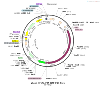pLenti-HF1RA-P2A-GFP-PGK-Puro