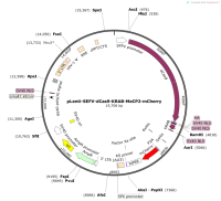 pLenti-SEFV-dCas9-KRAB-MeCP2-mCherry