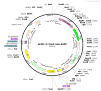 pLJM1-3×FLAG-Halo-EGFP