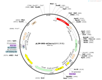 pLJM-SRE-mCherry-1同义突变-