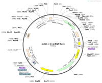 pLKO.1-2×shRNA-Puro