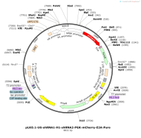 pLKO.1-U6-shRNA1-H1-shRNA2-PGK-mCherry-E2A-Puro