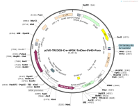 pLVX-TRE3GS-Cre-hPGK-TetOne-SV40-Puro