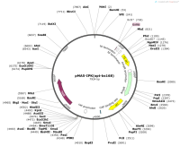 pMA5-IPK-opt-bs168-